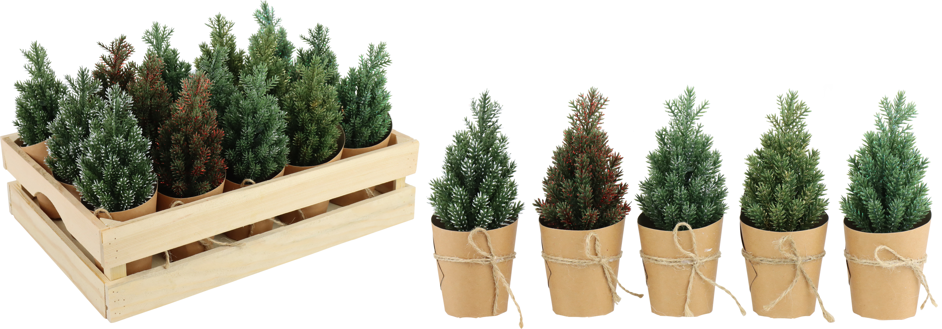 1860 ALBERI IN CASSA BOSCO BIANCO  15PZ