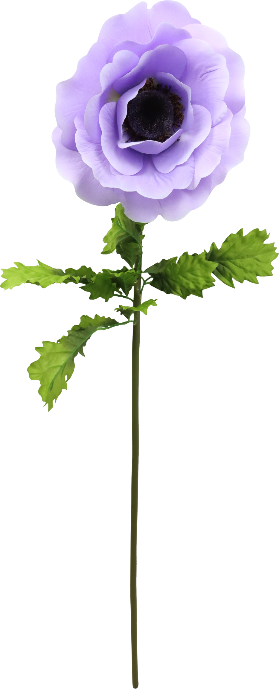 4777 RIESENBLUME ANEMONE