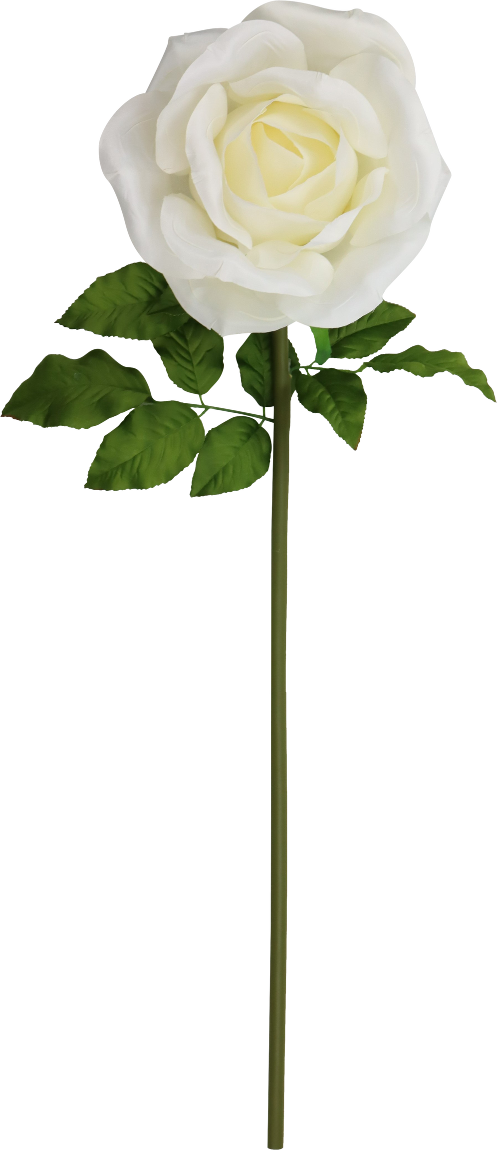 4929 RIESENBLUME ROSE