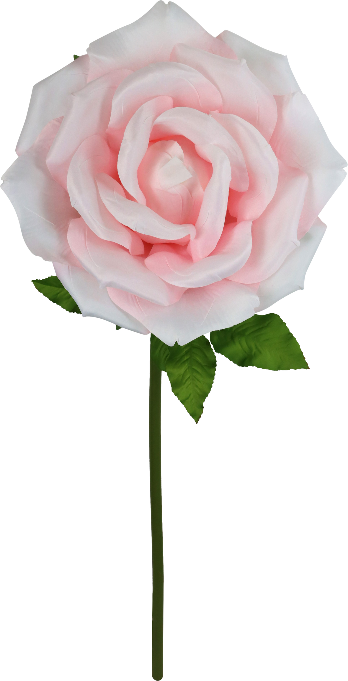 4961 RIESENBLUME ROSE