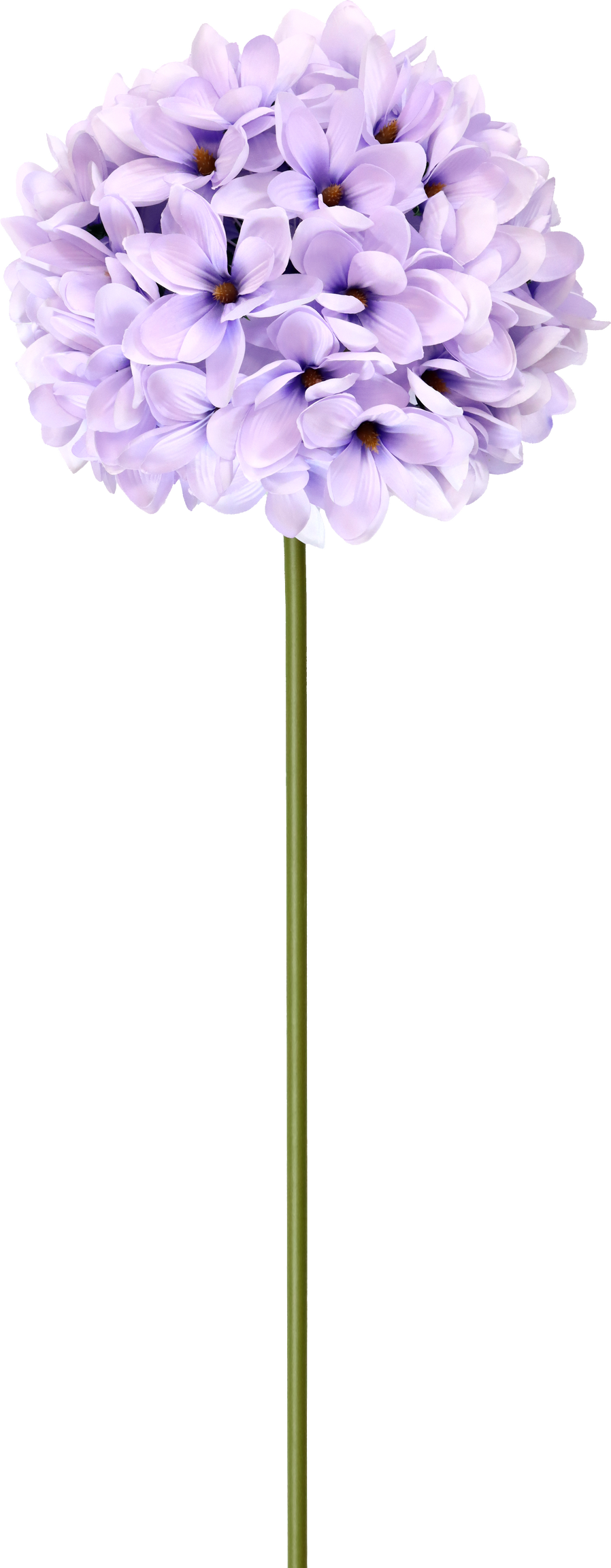 5210 XL-BLUME MAGNOLIE